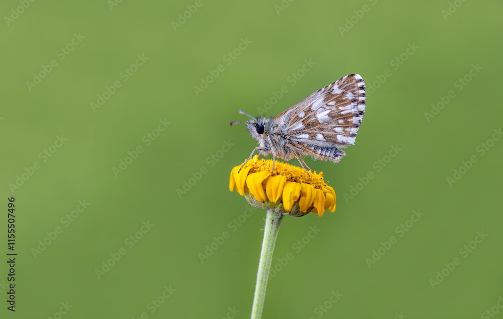 Aegean Hopper butterfly (Pyrgus melotis) on plant