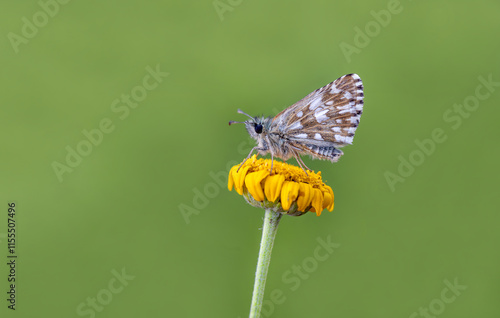 Obraz na płótnie Aegean Hopper butterfly (Pyrgus melotis) on plant w salonie