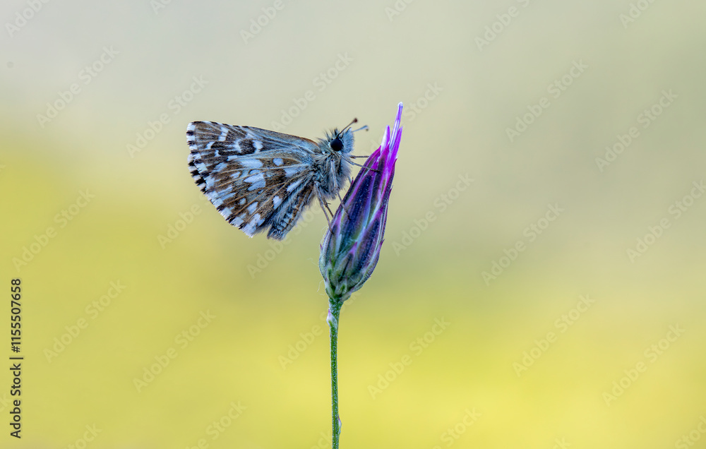 Aegean Hopper butterfly (Pyrgus melotis) on plant