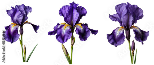 Set of purple iris flowers with stems on a transparent background