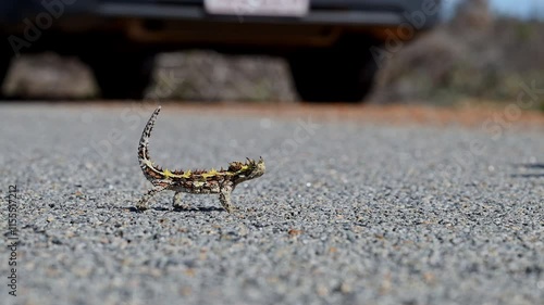 spiny little thorny devil, Moloch horridus, a small lizard native to arid regions of Australia, walking across the ground at Kalbarri national park and foraging for ants. photo