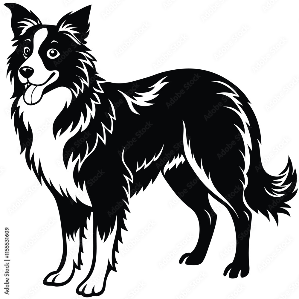 Fototapeta premium a Border Collie dog vector silhouette, white background,