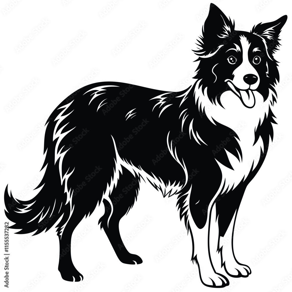 Fototapeta premium a Border Collie dog vector silhouette, white background,