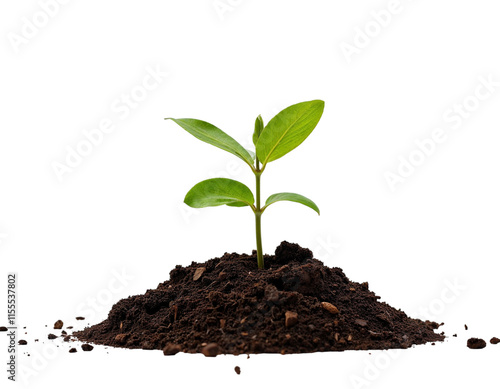 Wallpaper Mural young plant growing from soil Torontodigital.ca