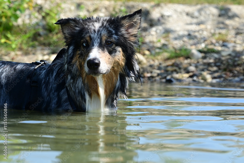 Fototapeta premium Sommertag am See. Schöner Hund beim Baden am See