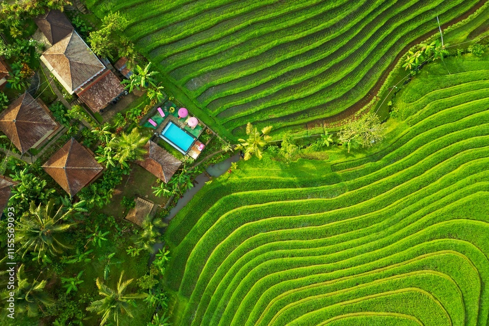 Fototapeta premium A luxurious eco resort with a swimming pool among green rice terraces in Bali. Traditional villas in lush tropical nature