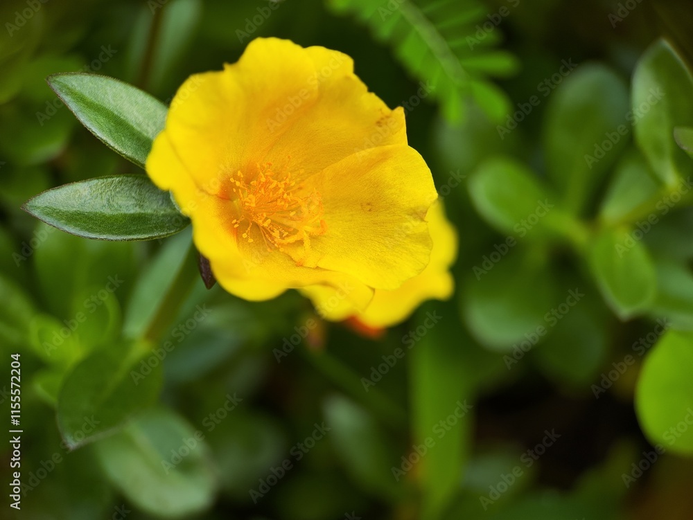 Close-up of Ranunculus repens, the creeping buttercup, is a flowering plant in the buttercup family Ranunculaceae, in the garden. Close-up of Ranunculus repens, the creeping buttercup, is a flowering plant in the buttercup family Ranunculaceae, in the garden.