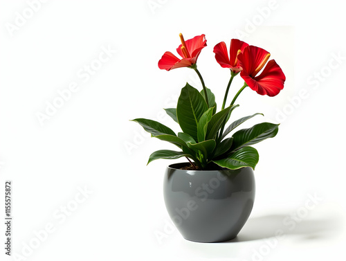 Wallpaper Mural Vibrant red flowers bloom elegantly in a sleek gray pot, creating a stunning indoor plant display.  A touch of nature's beauty. Torontodigital.ca