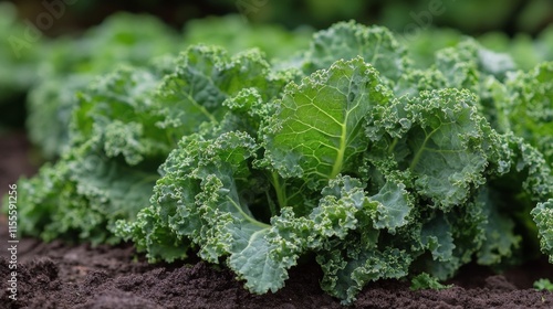 Fresh and vibrant kale leaves in a lush garden setting during daytime