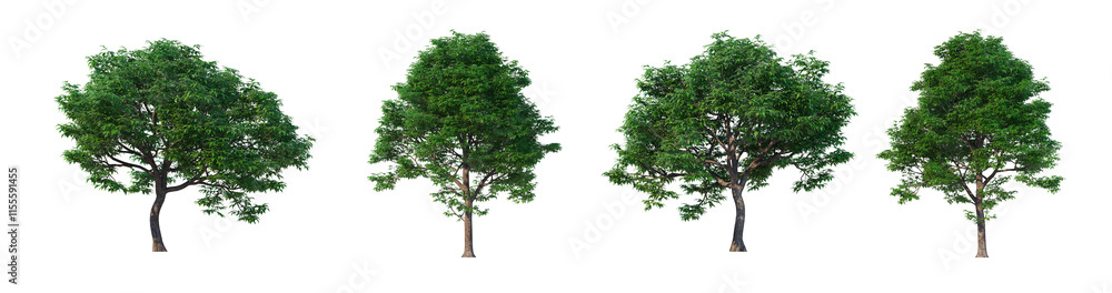 Obraz premium Trees isolated on transparent background