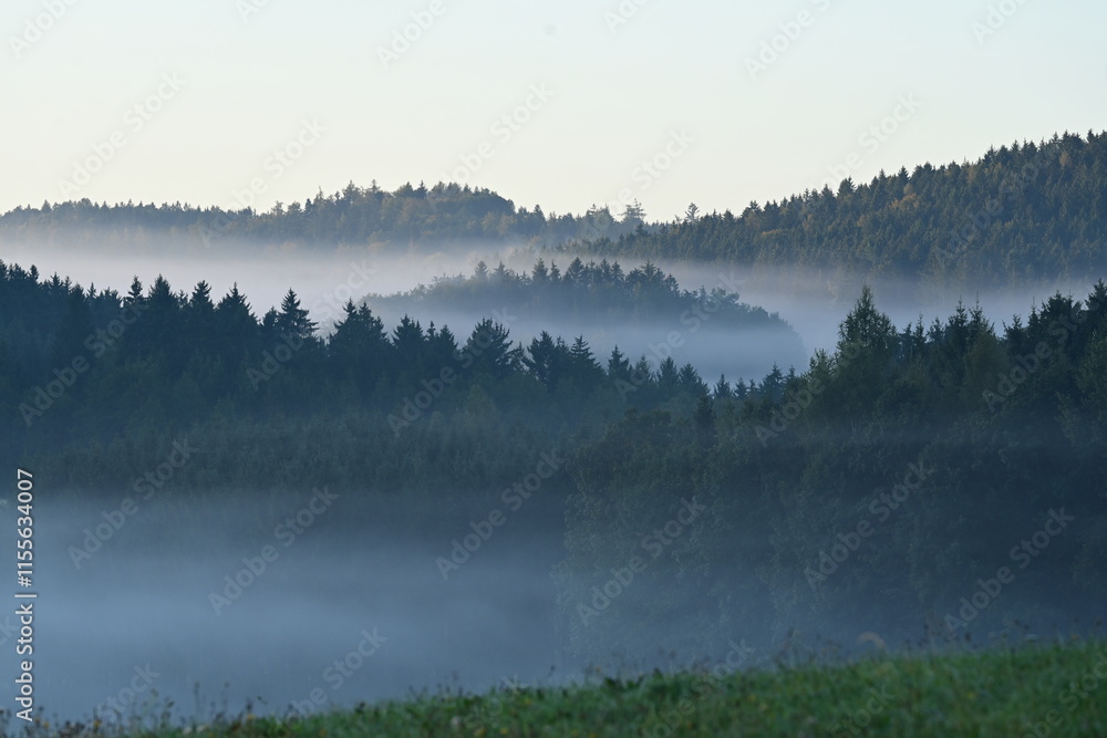 Fototapeta premium Bauminsel im Nebel. Fichtenwald in hügeliger Landschaft im Morgennebel