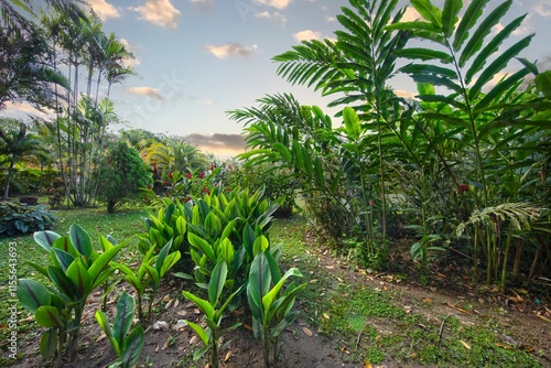 Wallpaper Mural palm trees and tropical plants in the garden during sunrise Torontodigital.ca