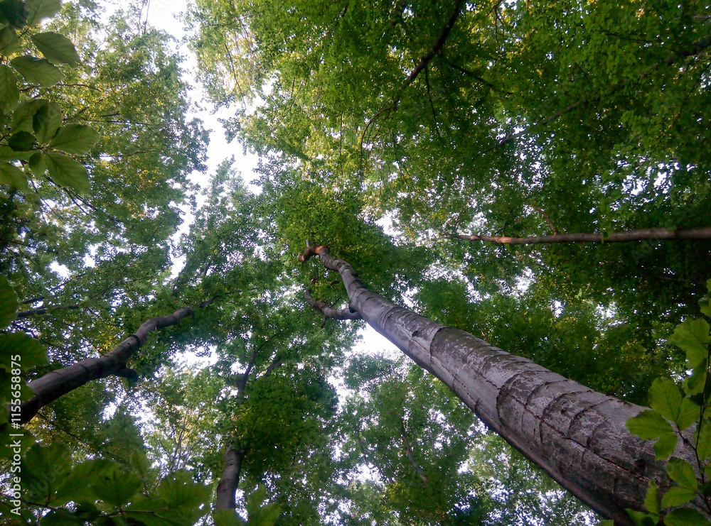 Fototapeta premium Upward view of tall trees with green foliage in forest canopy. Nature perspective photography. Woodland and tranquility concept for design and print.