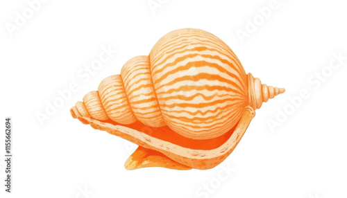 Striped Orange Shell Illustration