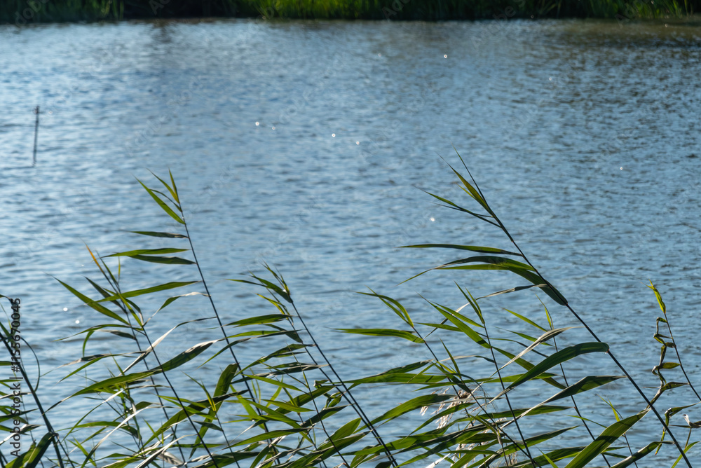 Fototapeta premium 秋の湖畔の午後 滋賀県草津市平湖