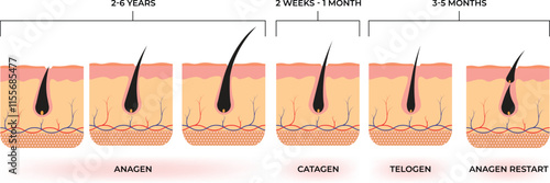 Anagen Catagen Telogen Anagen Restart Design Vector Illustration