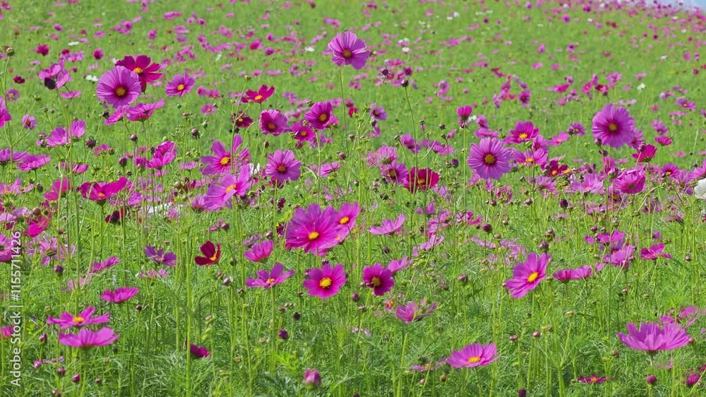 cosmos flower cosmos flower