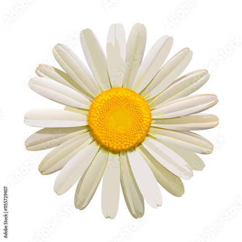 camomile flower isolated on white background vector illustration (6)