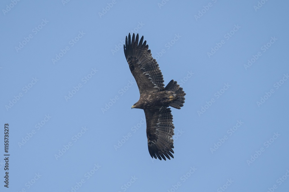 Fototapeta premium Majestic eagle soaring in clear blue sky.