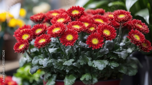 Vibrant red flowers with yellow centers in a decorative pot showcasing beautiful petals ideal for ornamental gardening and floral arrangements.