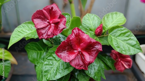 Passion red vine with vibrant blooms showcasing glossy leaves and striking red flowers in a lush ornamental garden setting.