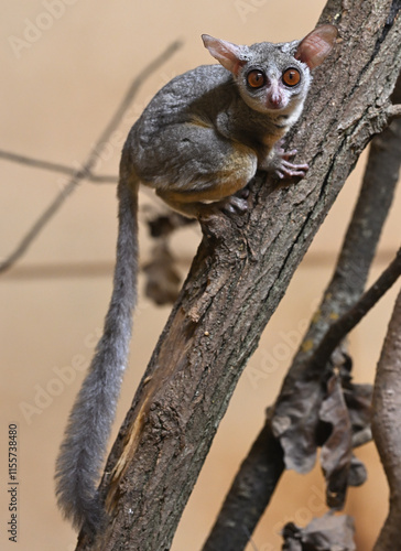 Senegal bushbaby  small primates