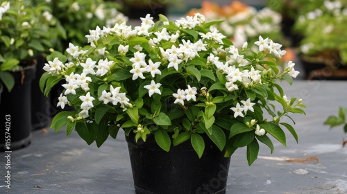 Crape Jasmine Tabernaemontana divaricata Lush White Flowers in Decorative Pot with Green Foliage
