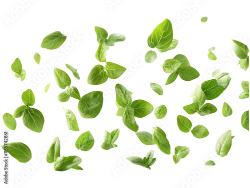 Wallpaper Mural Fresh Oregano Leaves Floating in Air on Transparent Background Torontodigital.ca