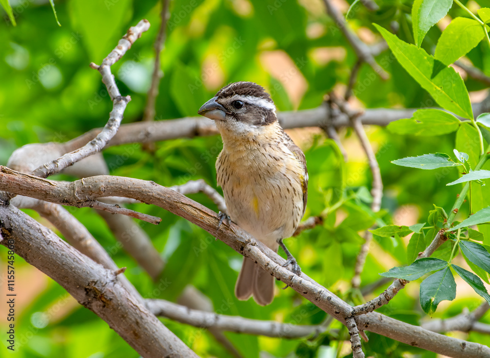 Female Black-headed Grosbeak