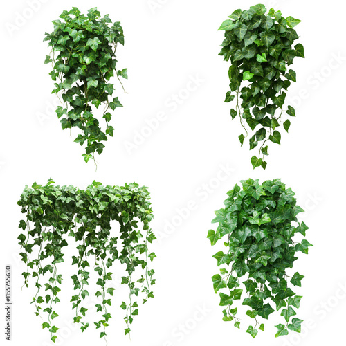 Lush Ivy Plant Vines Cascading on White Background