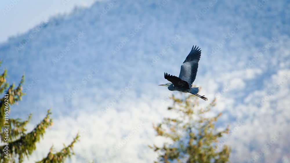 Ardea cinerea aka grey heron. Huge bird is flying above the river in Czech republic. Mountains in the background. Ardea cinerea aka grey heron. Huge bird is flying above the river in Czech republic. Mountains in the background.