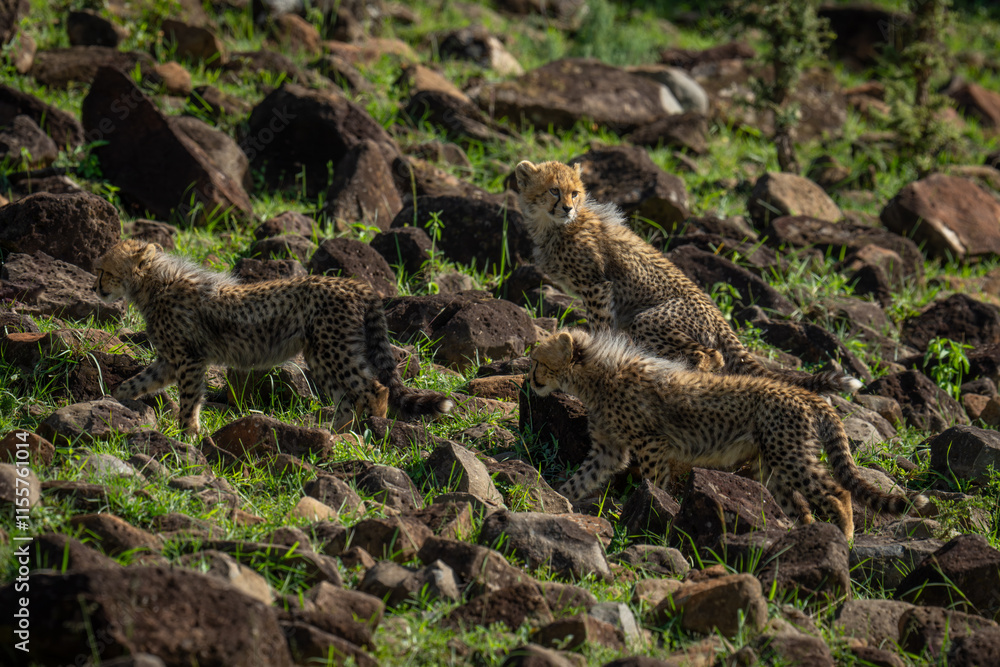 Three cheetah cubs walk across rocky hillside Three cheetah cubs walk across rocky hillside