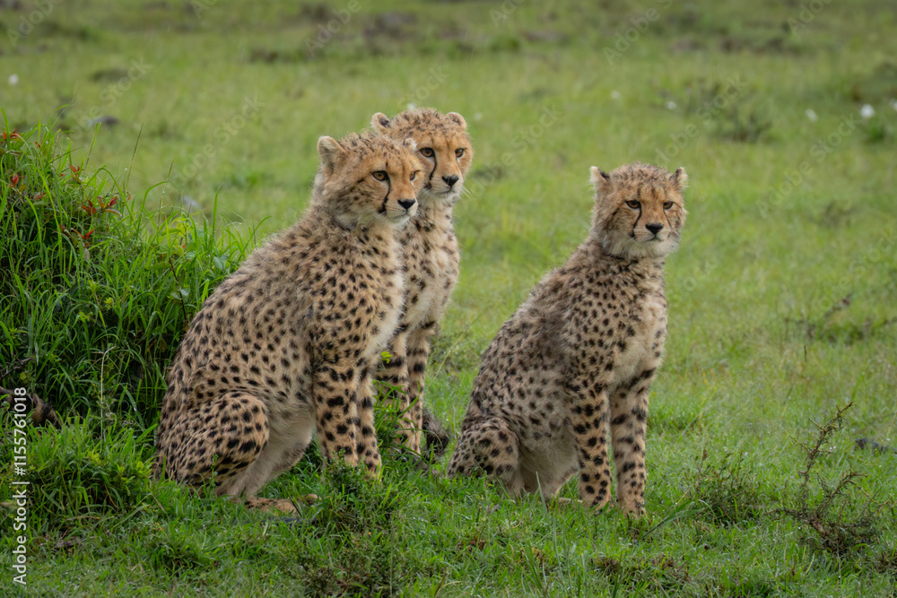 Three cheetah cubs sit by grassy mound Three cheetah cubs sit by grassy mound
