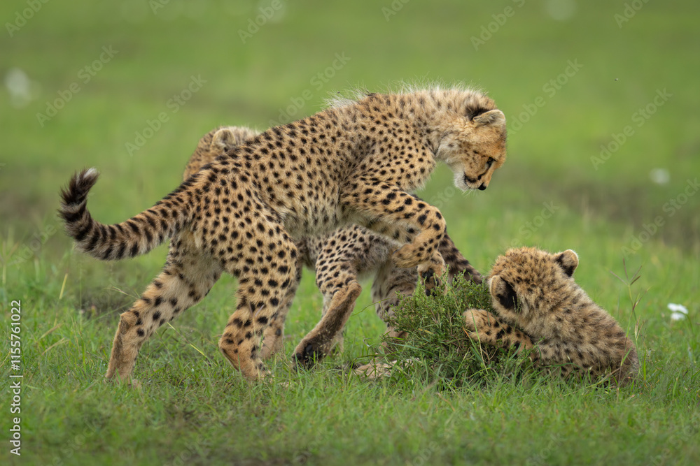 Three cheetah cubs play on short grass