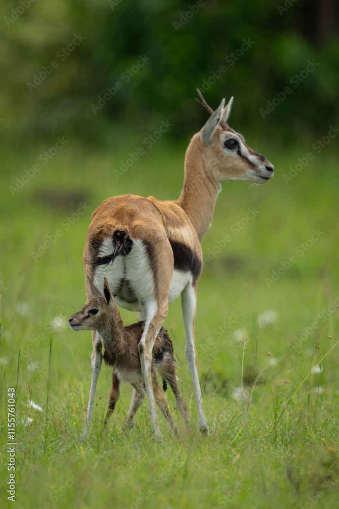 Thomson gazelle stands over newborn on savannah Thomson gazelle stands over newborn on savannah