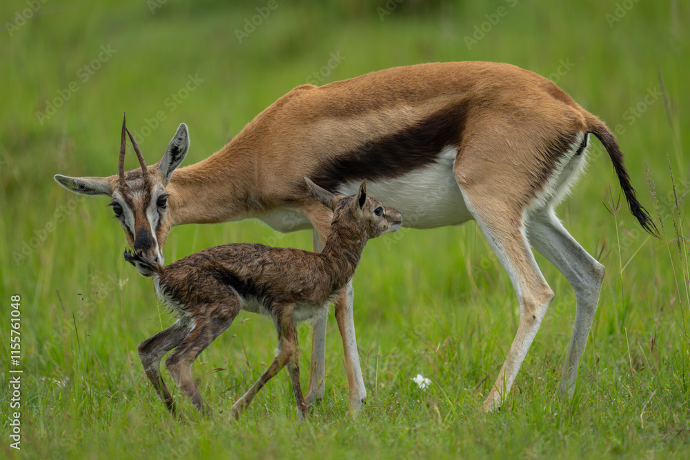 Thomson gazelle stands sniffing newborn on grass Thomson gazelle stands sniffing newborn on grass