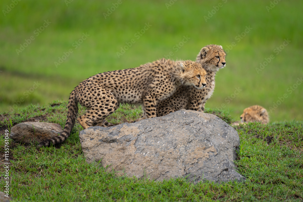 Three cheetah cubs behind rock on ridge Three cheetah cubs behind rock on ridge