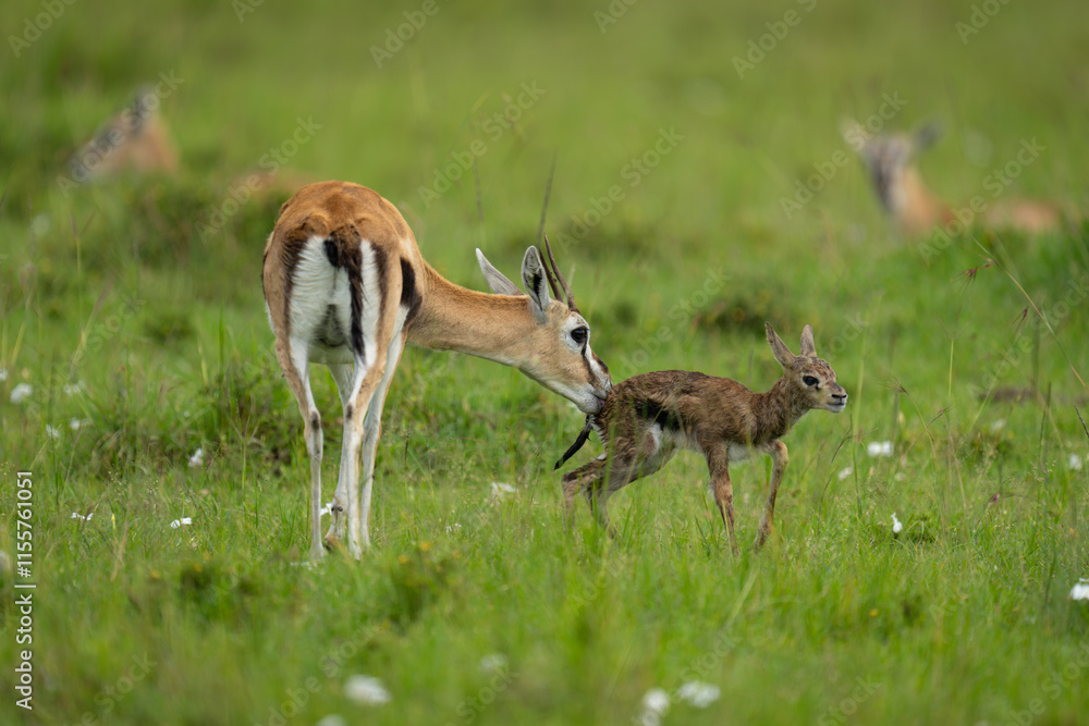 Thomson’s gazelle stands sniffing newborn on savannah Thomson’s gazelle stands sniffing newborn on savannah