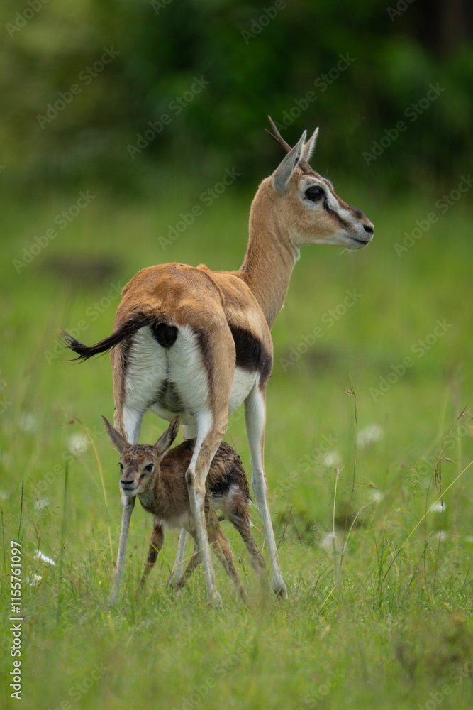 Thomson gazelle stands above newborn on grassland Thomson gazelle stands above newborn on grassland