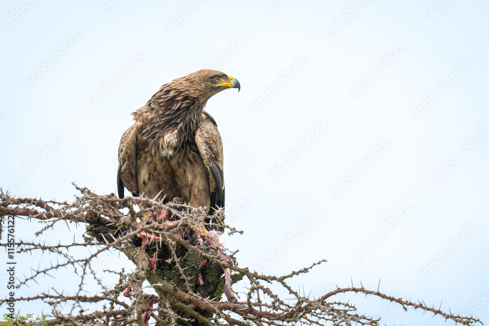 Steppe eagle turns head on whistling thorn Steppe eagle turns head on whistling thorn