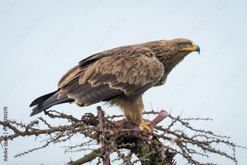 Steppe eagle with carcase on whistling thorn Steppe eagle with carcase on whistling thorn