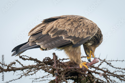 Steppe eagle twisting head to eat carcase photo