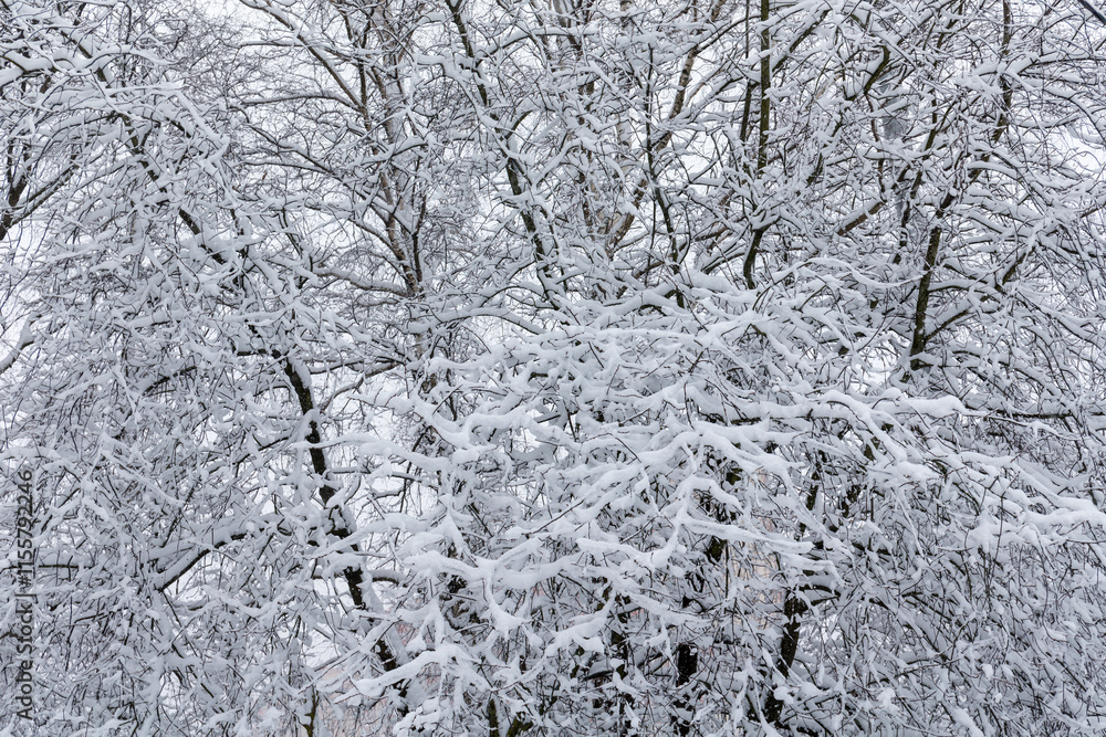 landscape with trees under snow landscape with trees under snow