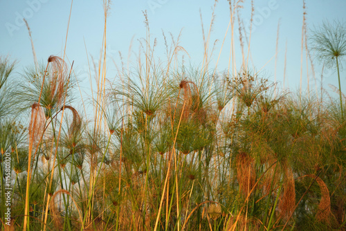 Papyrus le long d'une rivière de Guma Lagon dans le delta de l'Okavango au Botswana photo