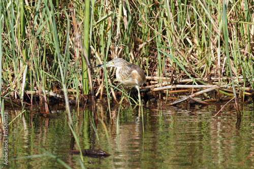 Papyrus le long d'une rivière de Guma Lagon dans le delta de l'Okavango au Botswana photo