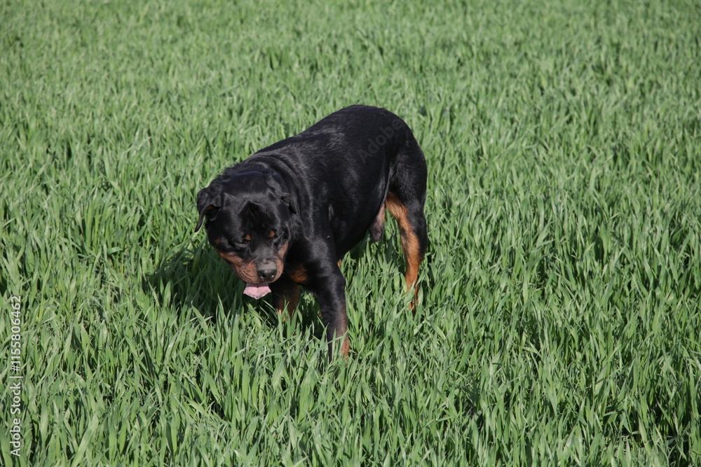 Rottweiler spielt draußen auf einer Wiese Rottweiler spielt draußen auf einer Wiese