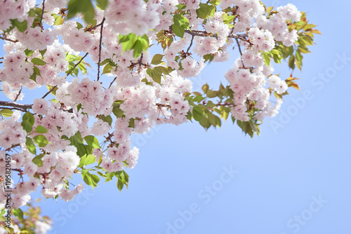 cherry tree blossom