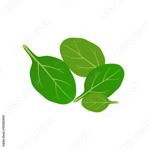 Fresh green spinach leaves on a white background..eps