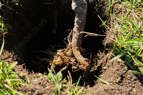 Fruit tree root close-up in a pit