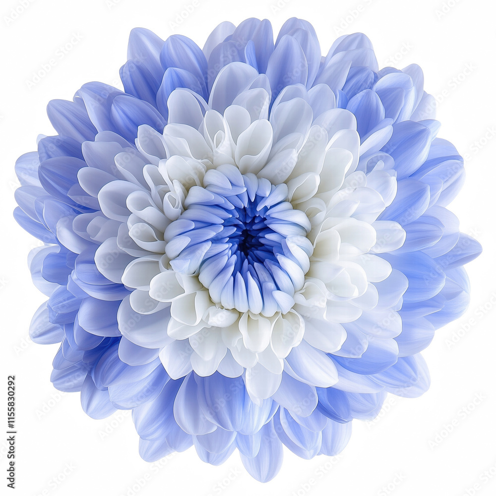 Obraz premium blue chrysanthemum flower isolated on transparent background Generative Ai.